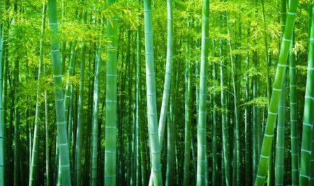 Lessons From The Chinese Bamboo Tree