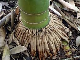 bamboo tree roots